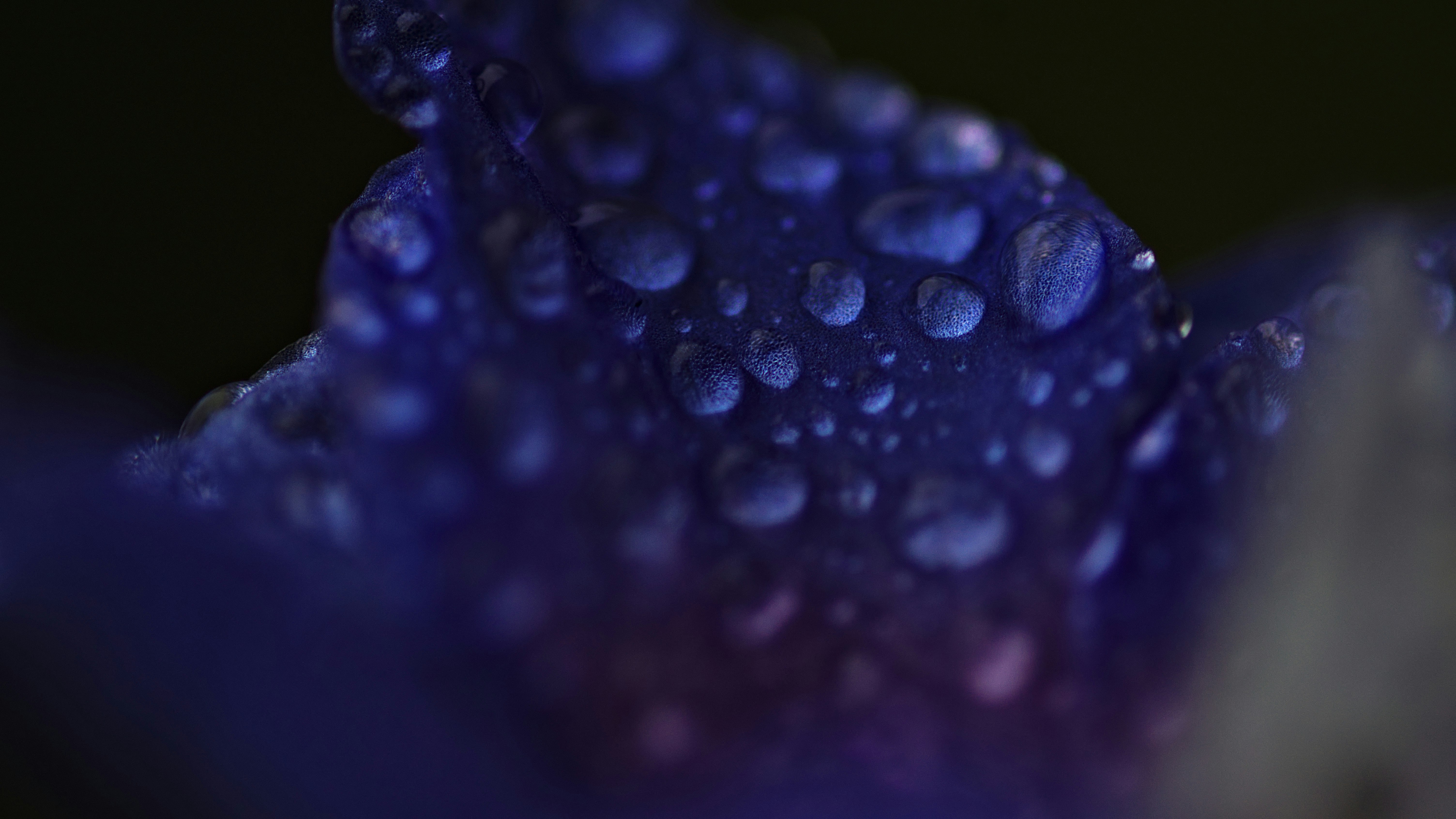 water droplets on purple leaf